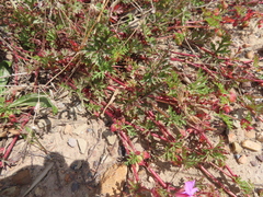 Pelargonium multicaule multicaule