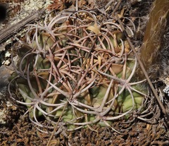 Echinopsis obrepanda
