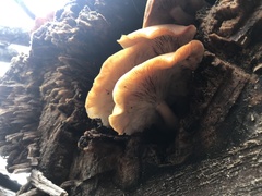 Galerina marginata