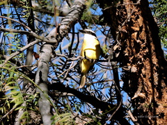 Pitangus sulphuratus