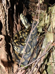 Morelia spilota