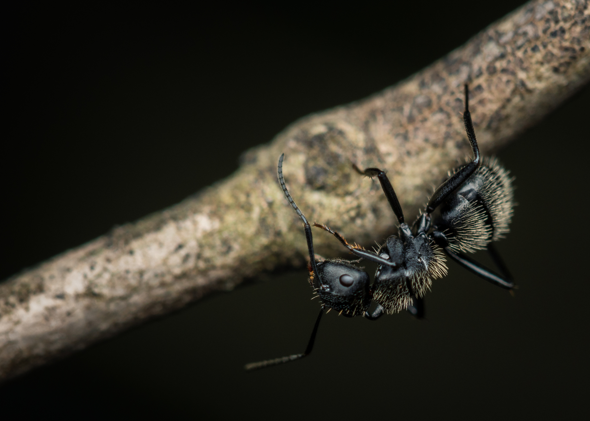 Camponotus norvigi