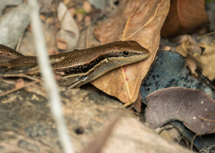 Trachylepis gravenhorstii