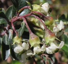 Escallonia