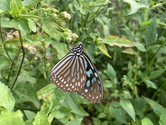 Ideopsis similis
