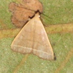 Simplicia extinctalis