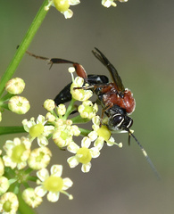 Neotypus melanocephalus