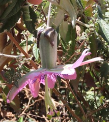Passiflora pinnatistipula