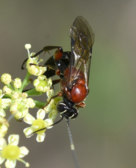 Neotypus melanocephalus