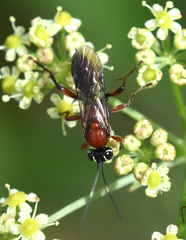 Neotypus melanocephalus