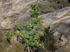 Notobubon galbanum