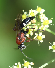 Neotypus melanocephalus