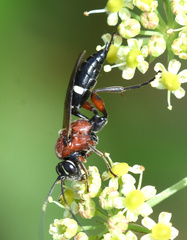 Neotypus melanocephalus