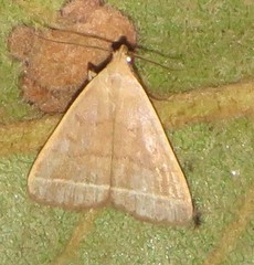 Simplicia extinctalis