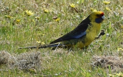 Platycercus caledonicus