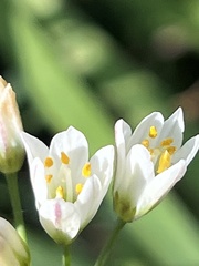 Nothoscordum gracile