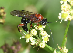 Neotypus melanocephalus