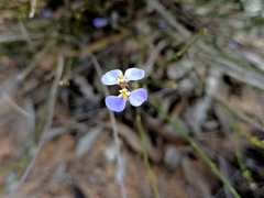 Comesperma scoparium