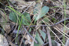 Brachyscome spathulata