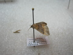 Xanthorhoe offensaria