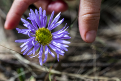 Brachyscome spathulata
