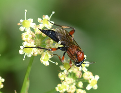 Neotypus melanocephalus