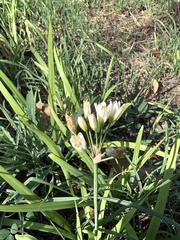 Nothoscordum gracile