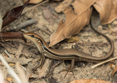 Trachylepis gravenhorstii