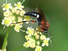Neotypus melanocephalus