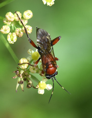 Neotypus melanocephalus