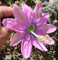 Passiflora pinnatistipula