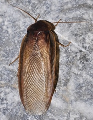 Corydiidae