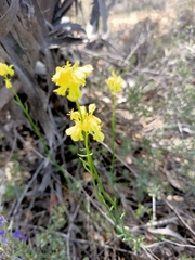 Glischrocaryon behrii