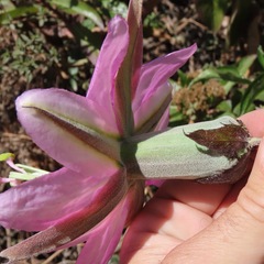 Passiflora pinnatistipula