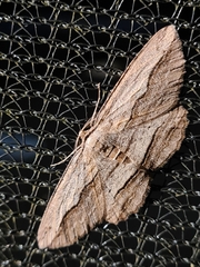 Euphronarcha luxaria