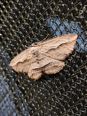 Euphronarcha luxaria