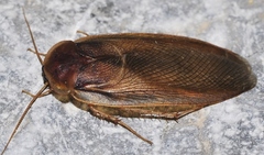 Corydiidae