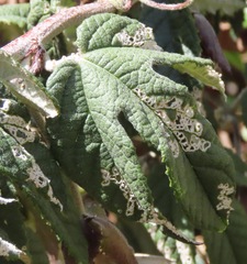 Passiflora pinnatistipula
