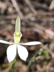 Caladenia