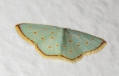 Comostolopsis stillata