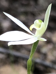 Caladenia