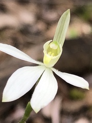 Caladenia