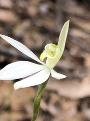 Caladenia
