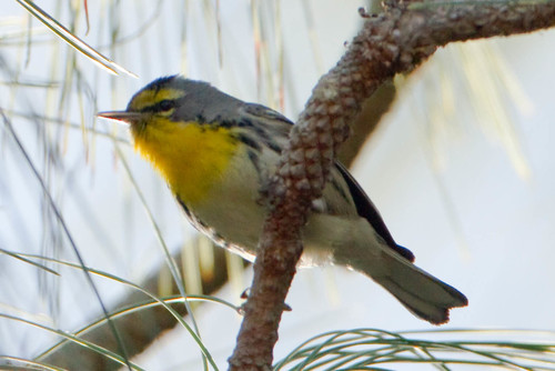 Grace's Warbler