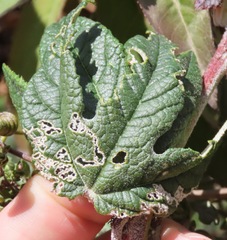 Passiflora pinnatistipula