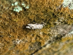 Tortricoidea