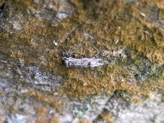 Tortricoidea