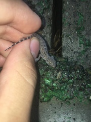 Cyrtopodion scabrum