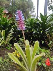 Aechmea gamosepala