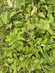 Lepechinia caulescens